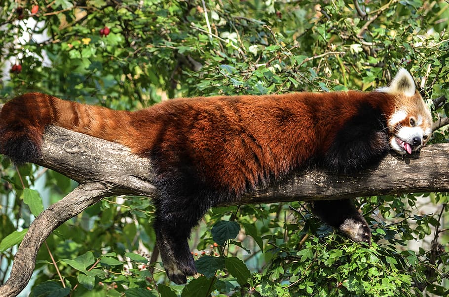 brown animal laying on tree branch, panda, funny, depend, little bear HD wallpaper