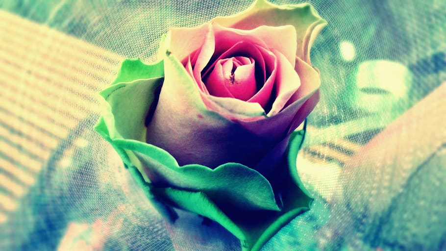 bloom, blossom, flora, flower, rose, flowering plant, beauty in nature HD wallpaper
