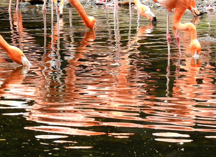 reflections, nature, mirroring, water, group of animals, lake HD wallpaper