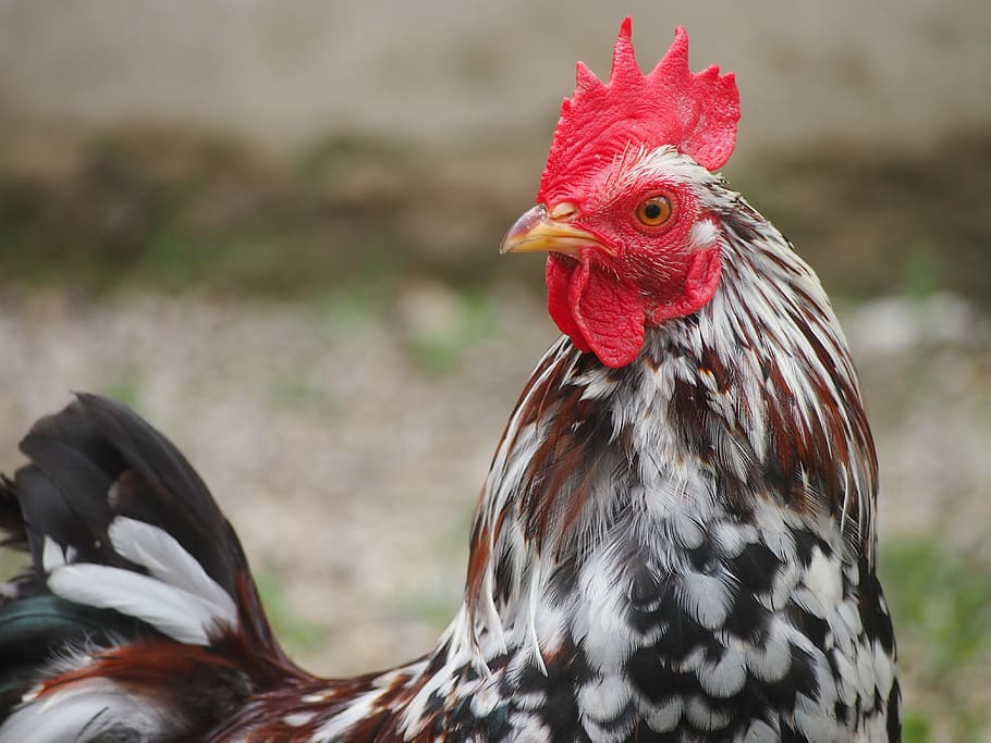 white and brown rooster, chicken, hahn, close, farm, colorful HD wallpaper