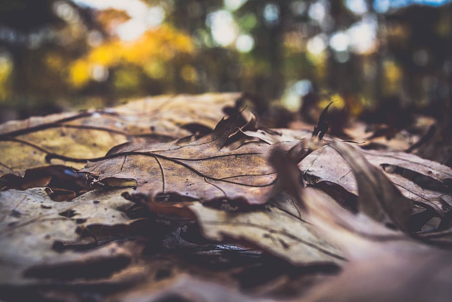 photo of dried leaves during day time, dry leaves on ground, dead HD wallpaper