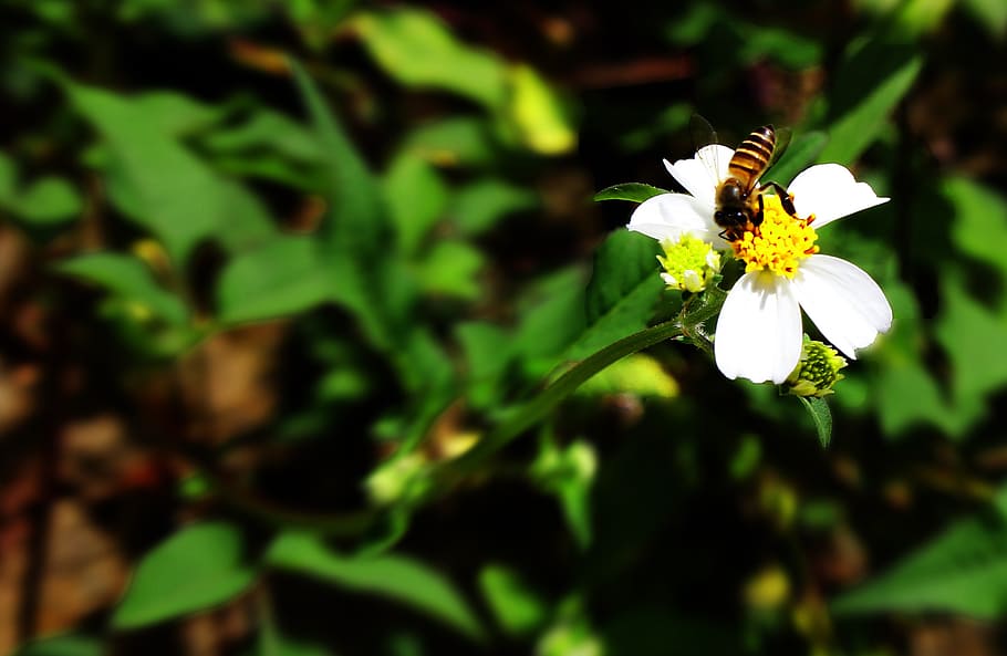 bee, flower, nature, spring, honey, garden, blossom, plant HD wallpaper