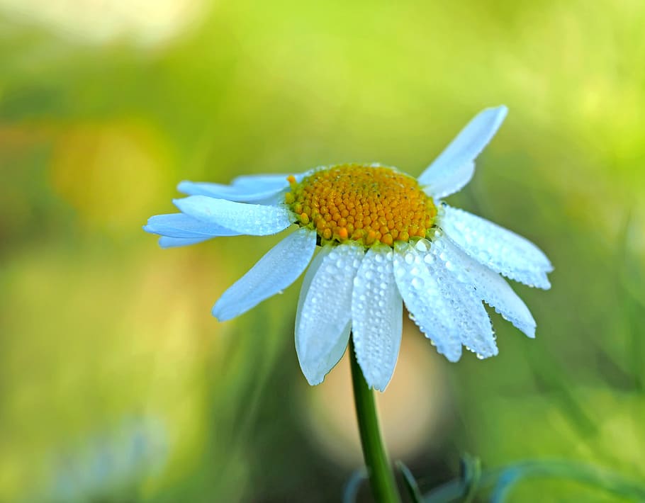 Close Up Photography of a White Aster Flower in Bloom at Daytime HD wallpaper