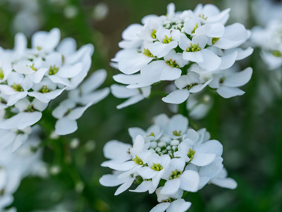 flower, flowers, bright spring, flowering plant, fragility HD wallpaper