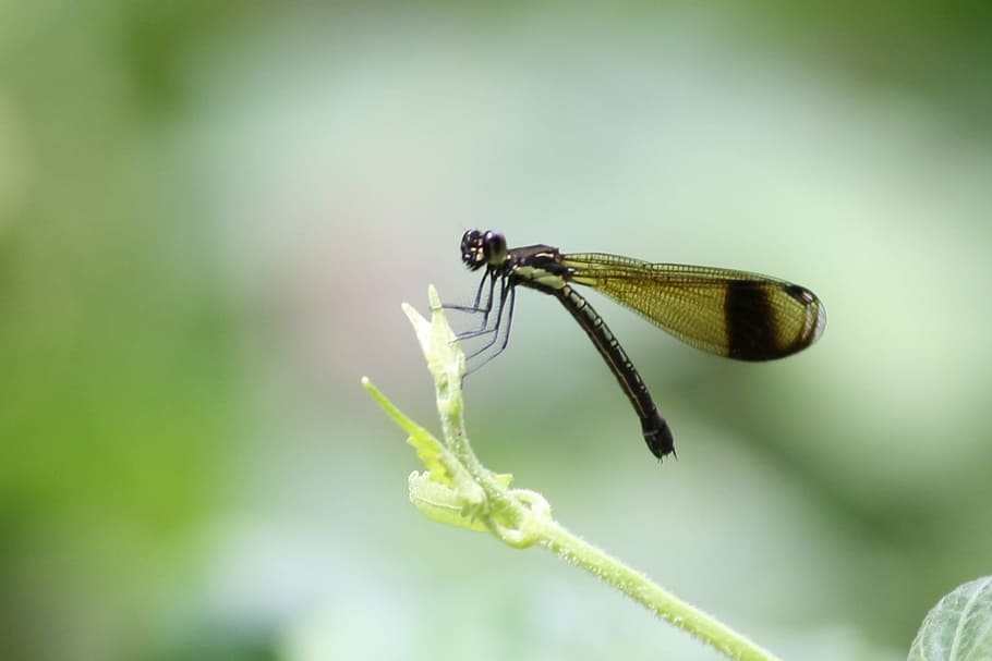 green, plant, nature, blur, dragonfly, insect, outdoor, animal wildlife HD wallpaper