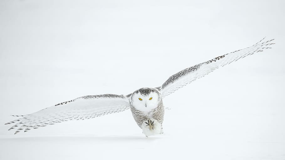 Flying White Owl Wallpaper