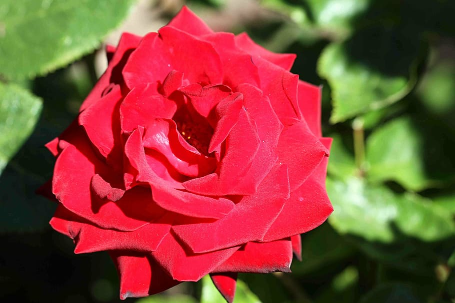 rose, red, flower, blossom, bloom, red rose, rose bloom, plant HD wallpaper