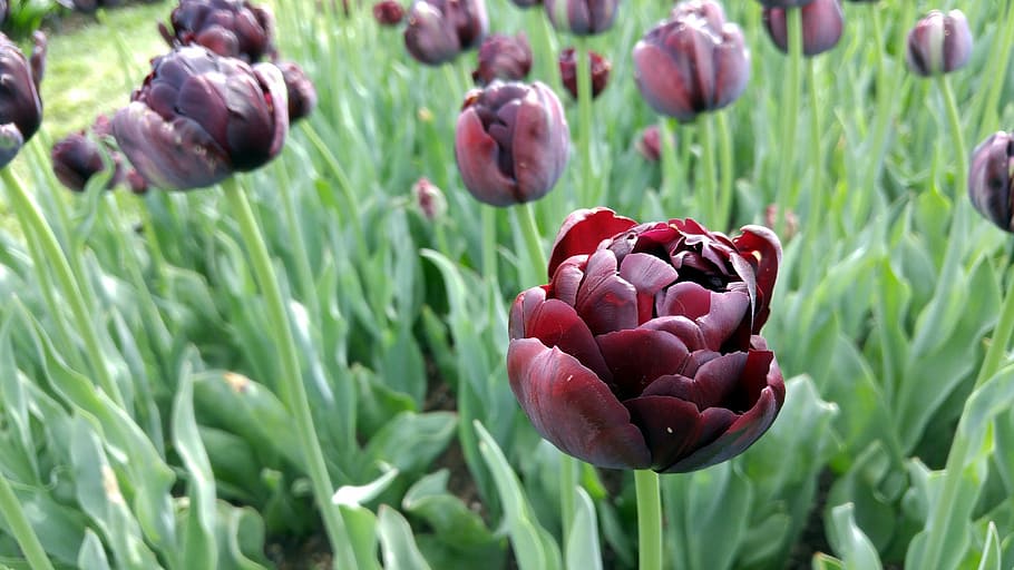 flowers, gardens, spring, floral, blossom, red, nature, freshness HD wallpaper