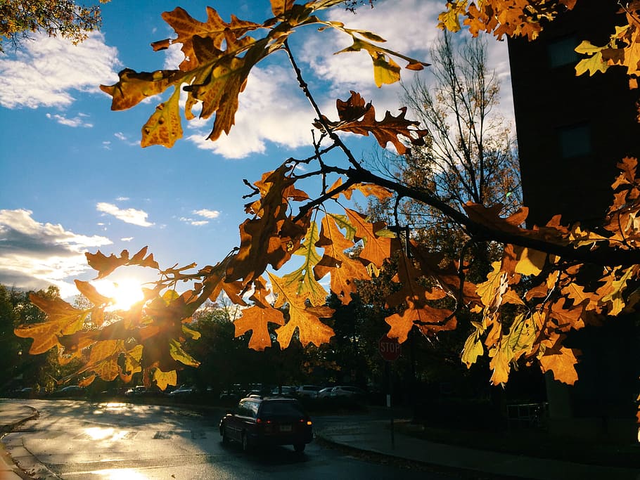 fall, autumn, sunshine, sunset, sky, clouds, tree, change, plant HD wallpaper