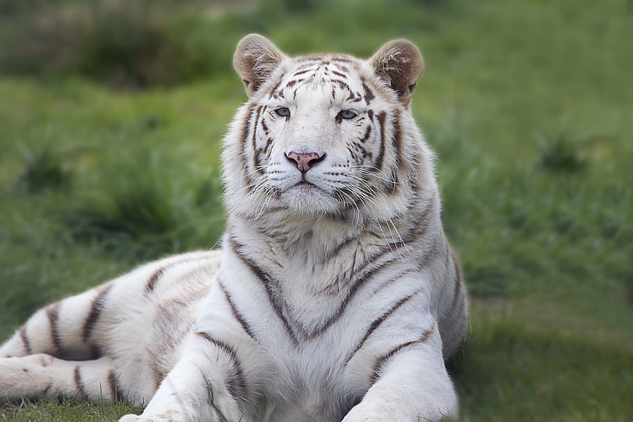 albino tiger on green grass, white, bengal, animal, wildlife, HD wallpaper