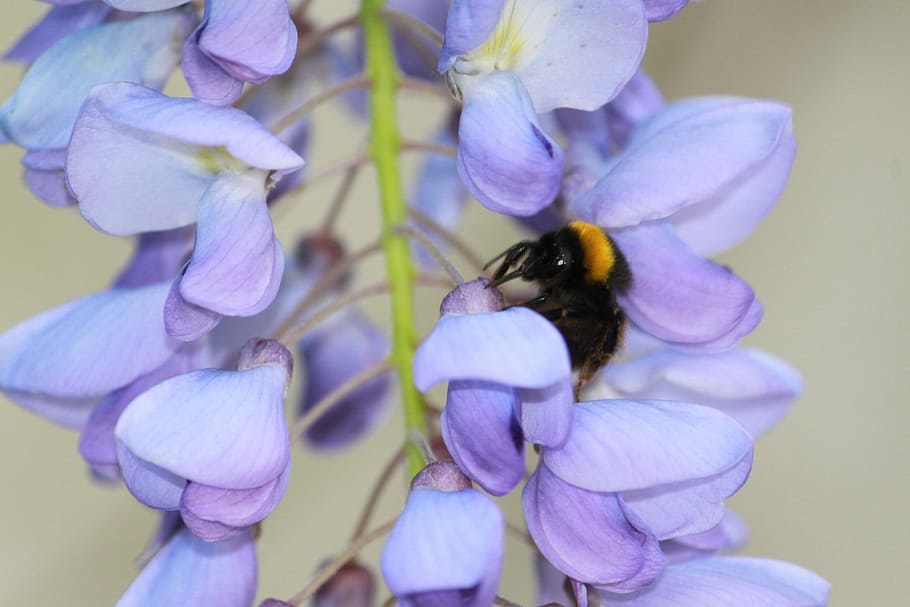 Nature, Insect, Bourdon, one animal, animal themes, purple HD wallpaper