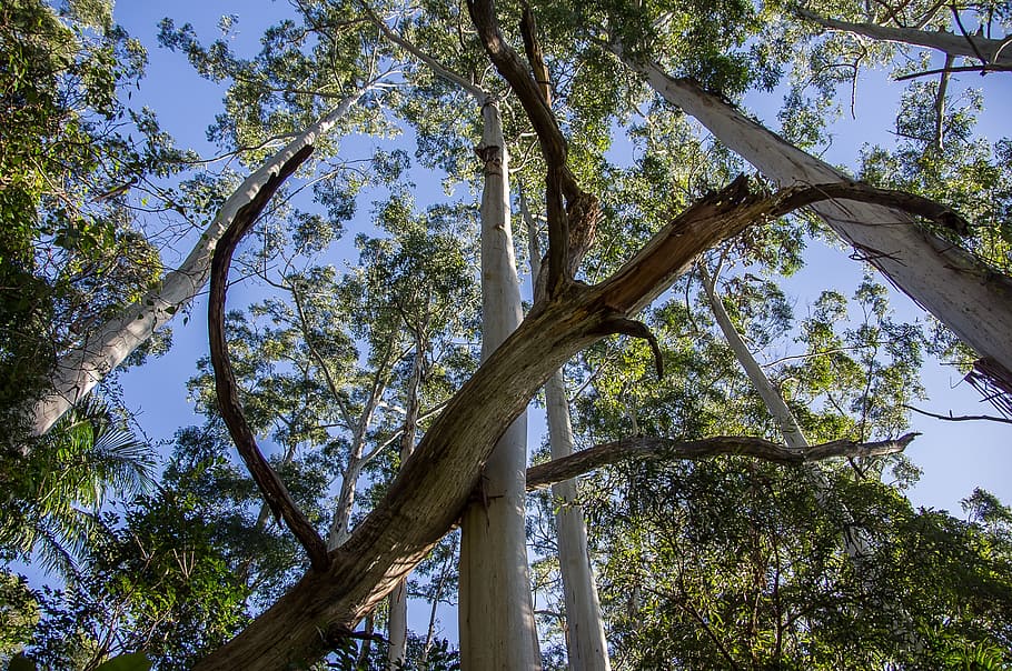 trees, fallen tree, blue sky, rain forest, australia, queensland HD wallpaper