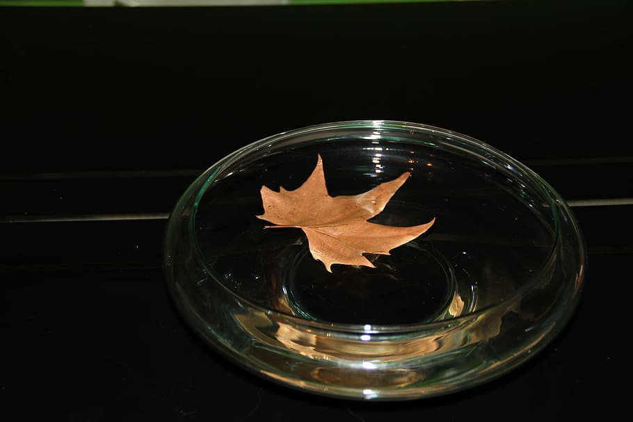 Shell, Shells, Leaf, herbsblatt, sheet in the water, fall leaves HD wallpaper