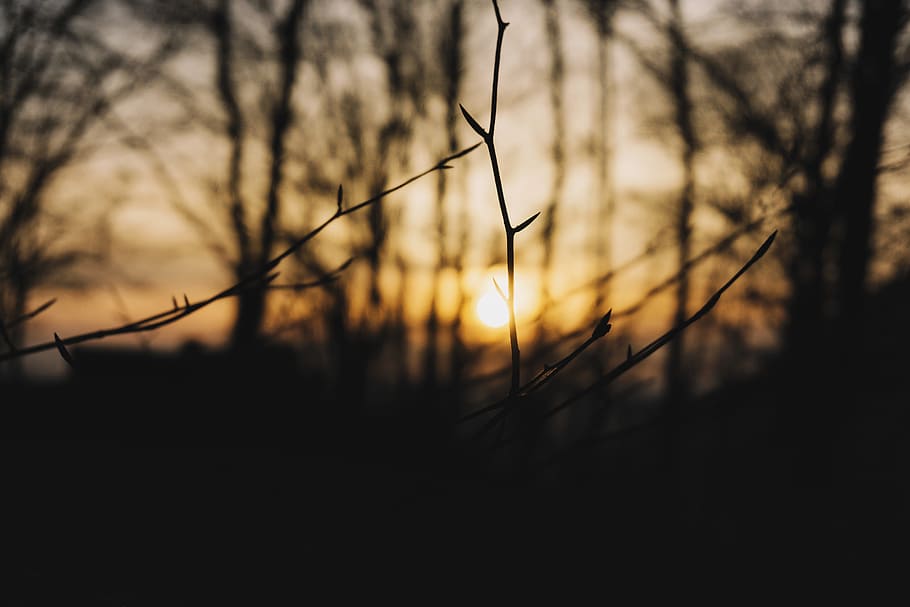 selective focus photography of plant branch, black twig behind sunset view HD wallpaper