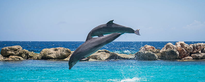 photography of two dolphin jumping over body of water, dolphins HD wallpaper
