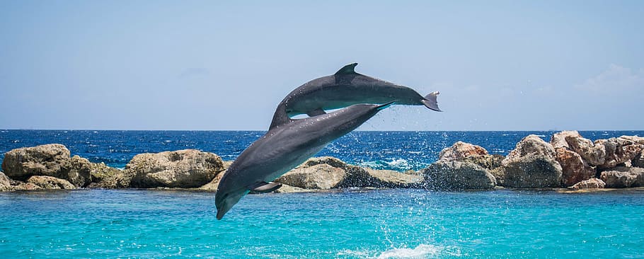 photography of two dolphin jumping over body of water, dolphins HD wallpaper