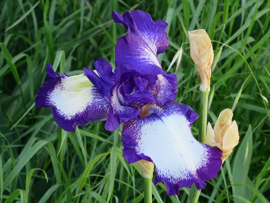 iris, violet, purple, bicolor, flower, flowering plant, beauty in nature HD wallpaper