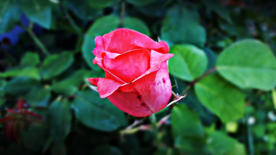 rose, beauty, flower, nature, rose petals, rose flower, garden, HD wallpaper