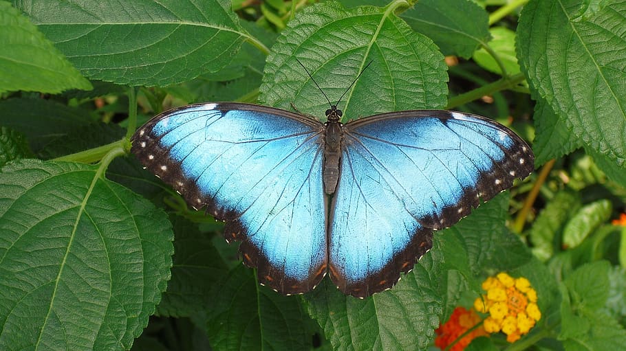 butterfly, nature, bug, blue, leaf, plant part, insect, green color HD wallpaper