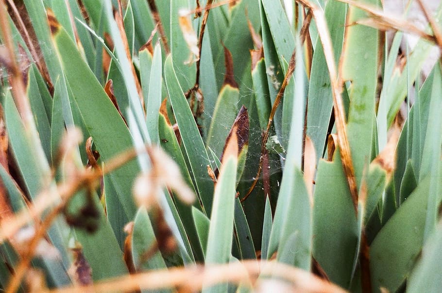 close up shot of insect on plant, brown spider on grass, leaf HD wallpaper