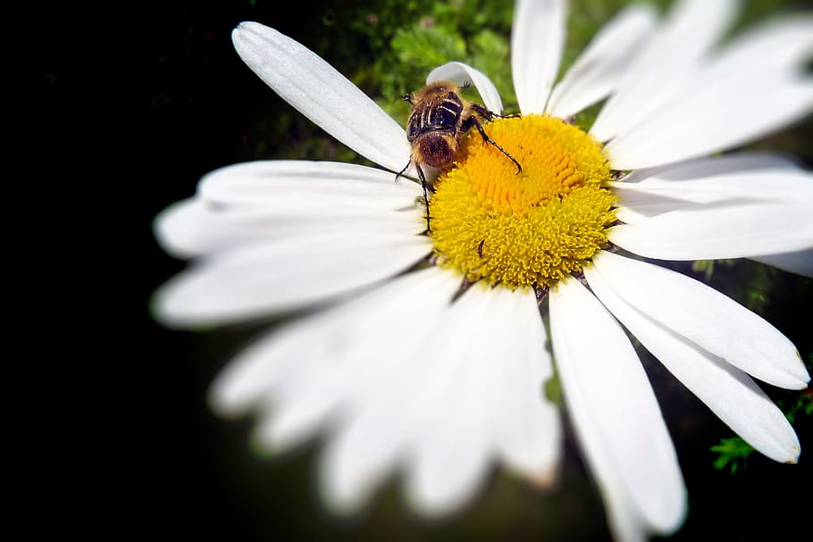 bug, daisy, flower, insect, nature, focusing, macro, close-up HD wallpaper