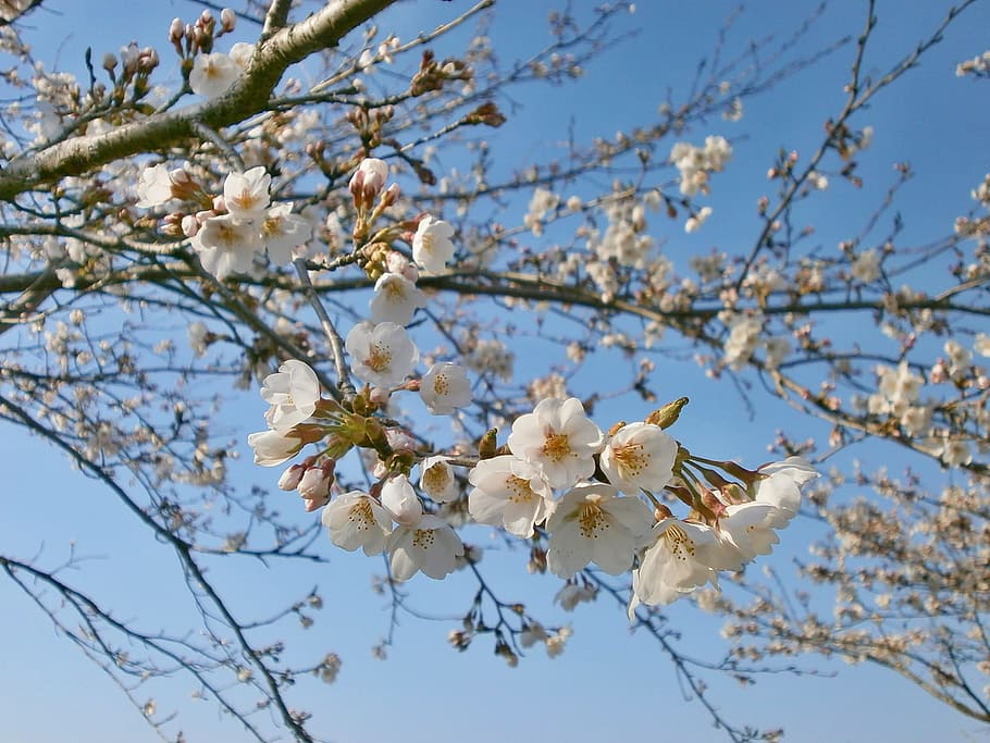 Cherry, Cherry, Cherry Tree, Cherry Blossoms, spring, branch HD wallpaper
