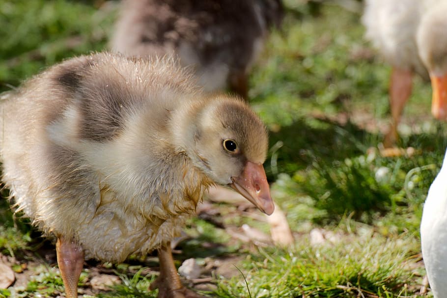 animals, geese, bird, poultry, water, chicken, bill, waters HD wallpaper