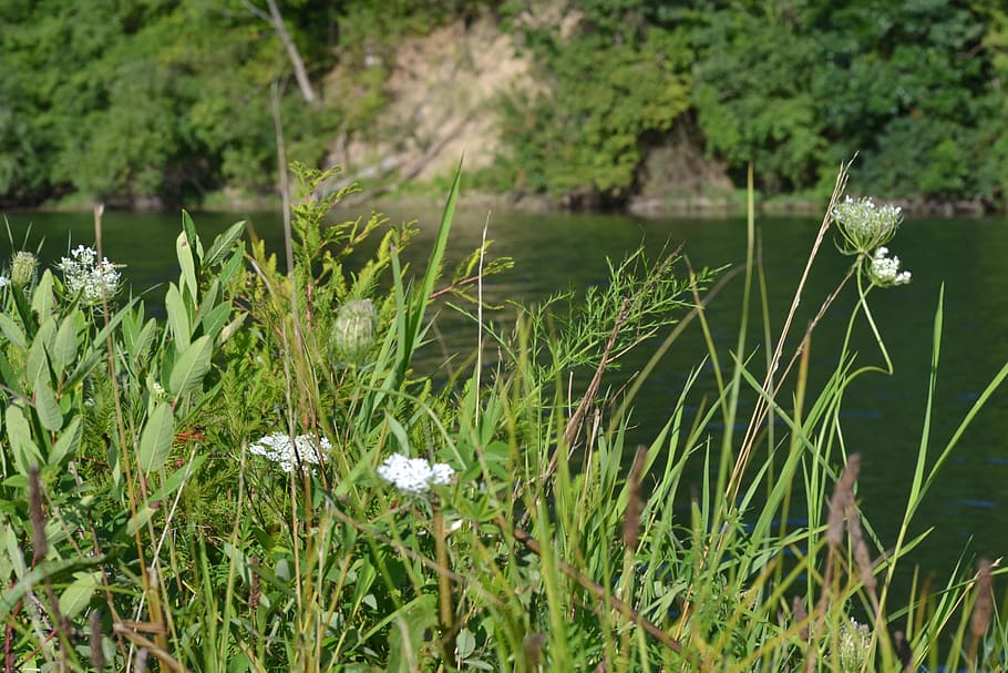 lake, grass, foliage, landscape, pond, natural, outdoor, plant HD wallpaper
