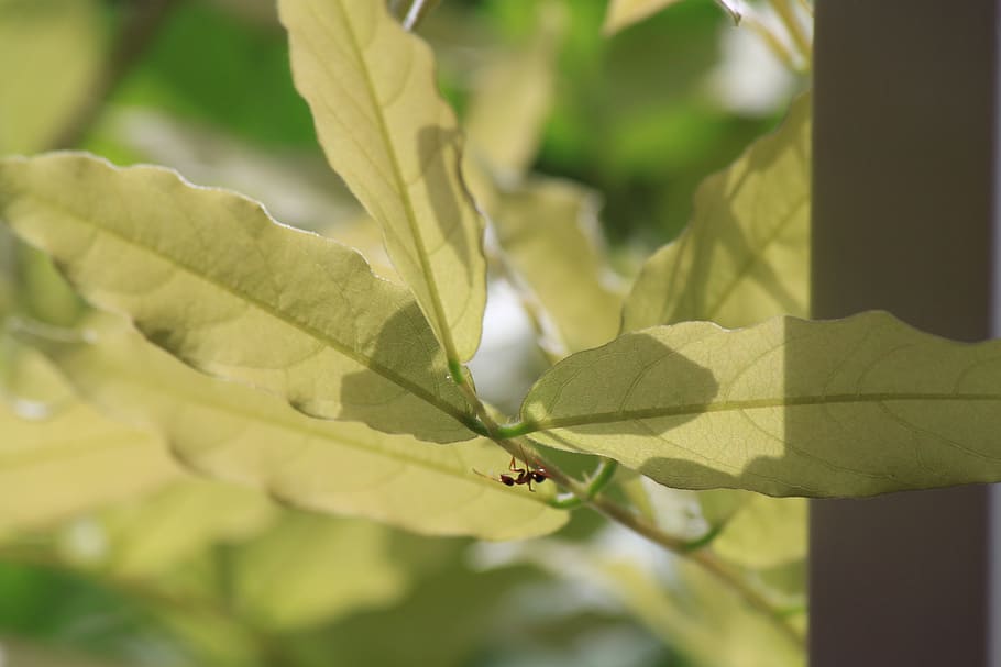 ant, bug, leaves, insect, nature, leaf, plant part, growth HD wallpaper