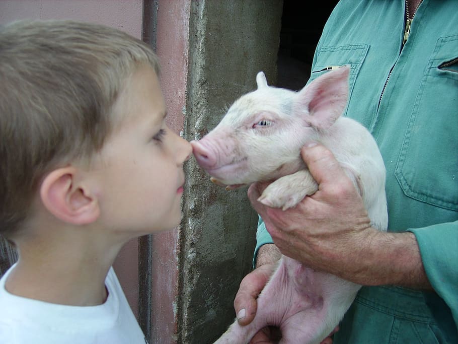 face, child, small, real people, mammal, pets, domestic animals HD wallpaper