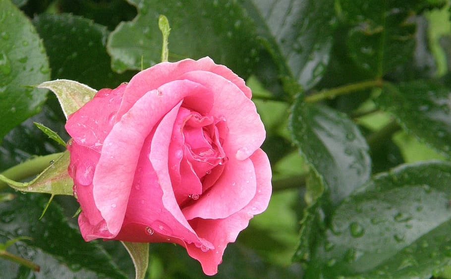 rose, romantic, blossom, bloom, pink, bud, rose bloom, drop HD wallpaper