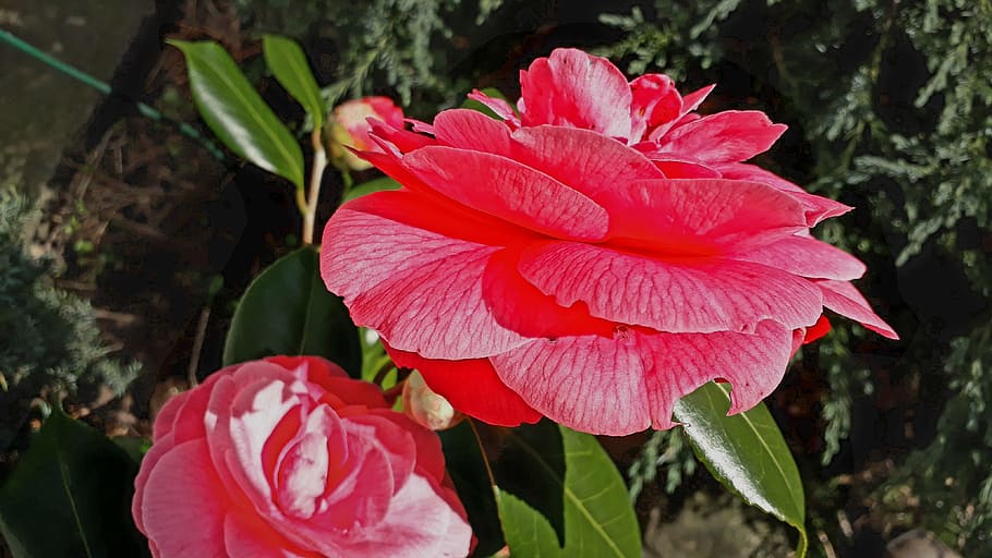 flower, plant, nature, petal, red, flower Head, flowering plant HD wallpaper