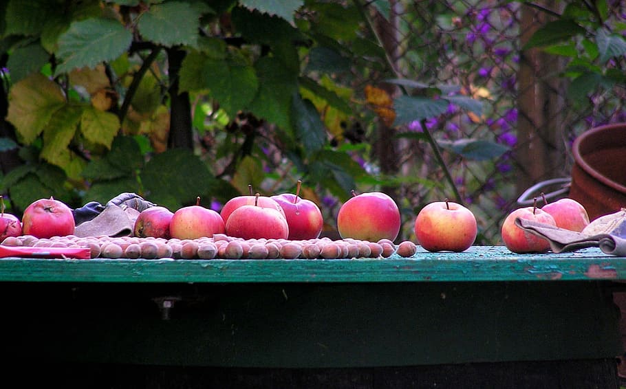 apples, autumn, fruit, hazelnuts, food and drink, healthy eating HD wallpaper