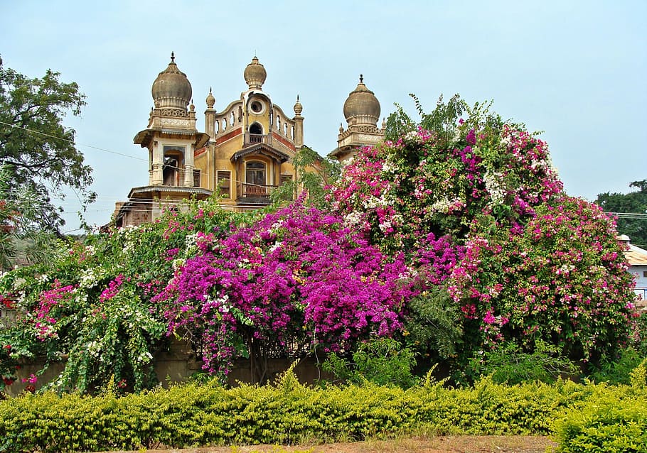palace, spire, bougainvillea, jamkhandi, karnataka, india, flowers HD wallpaper