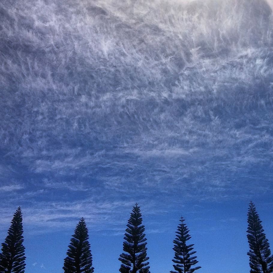 trees, nature, landscape, sky, cloud, outdoor, scenery, plant HD wallpaper