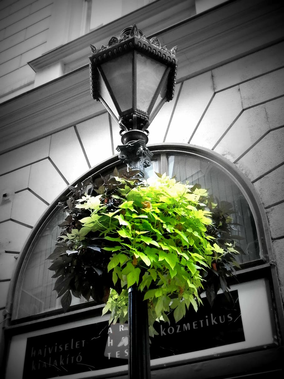 green, lamp, budapest, architecture, plant, no people, potted plant HD wallpaper