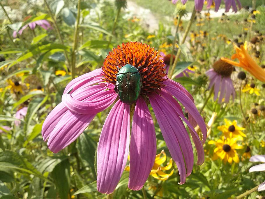 black eight legged insect above of purple petaled flower, echinacea HD wallpaper