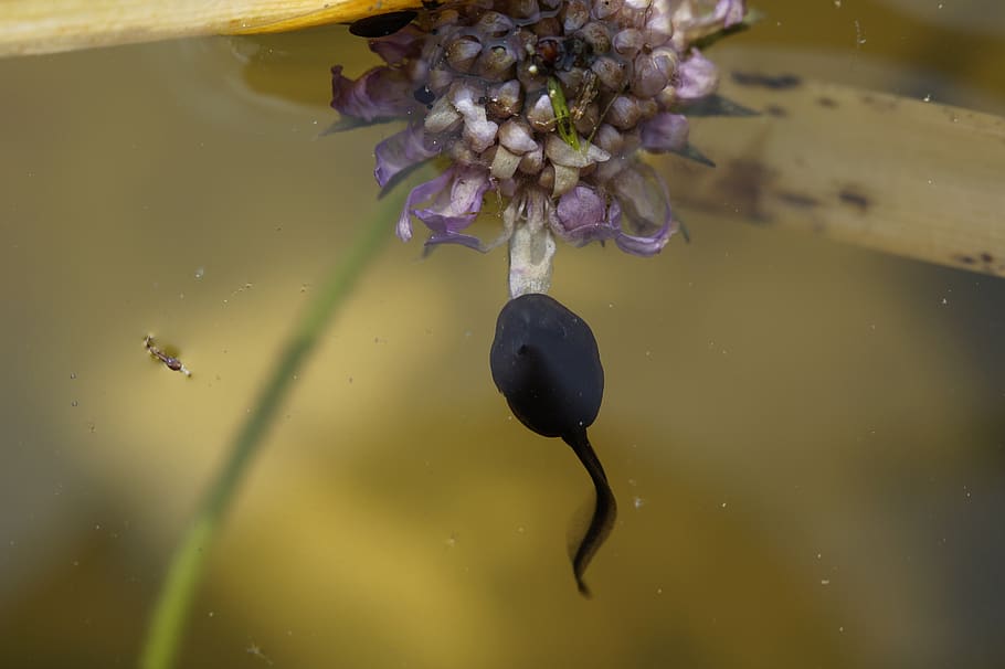 tadpole, spring, frog, swim, curious, small, tail, young, water, HD wallpaper