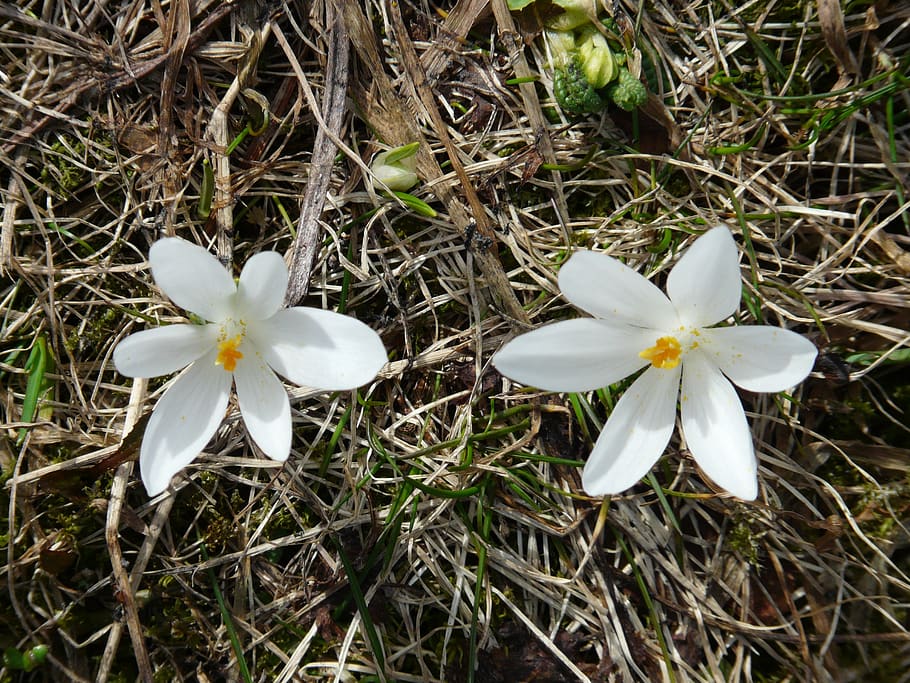 spring crocus, white, flowers, blossom, bloom, crocus vernus HD wallpaper