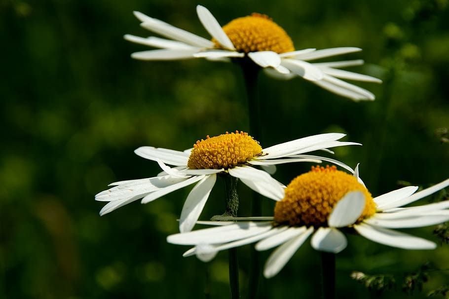daisy, flower, close, blossom, bloom, yellow, white petals HD wallpaper