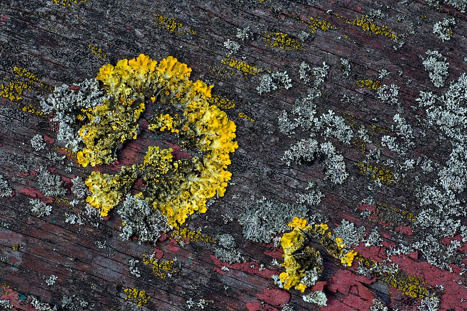 background, wood, old, weave, old paint, nature, wood - Material HD wallpaper
