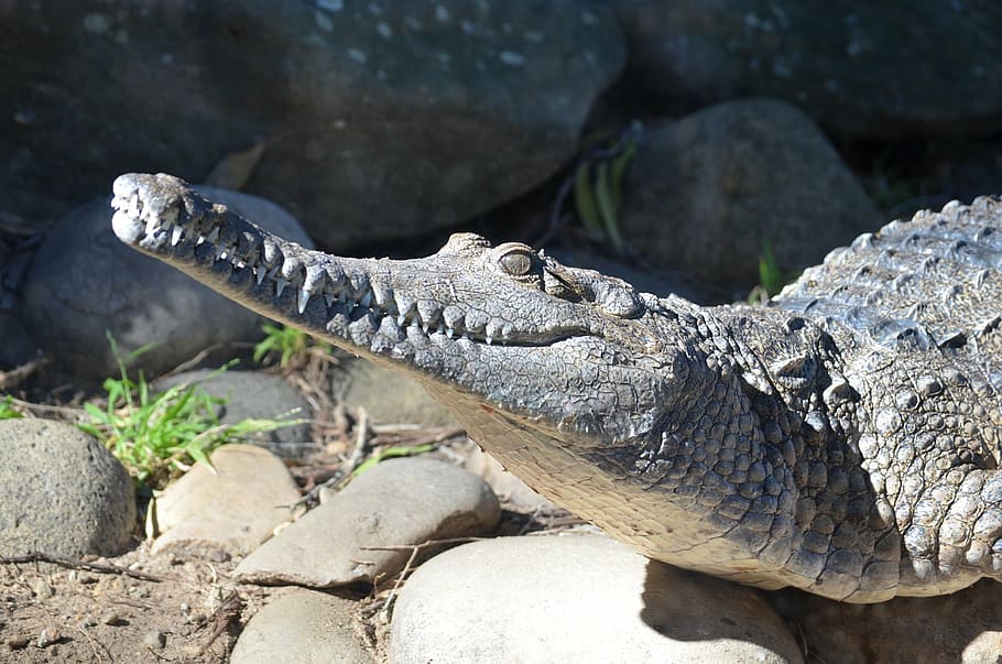 crocodile, freshwater crocodile, reptile, predator, animal, HD wallpaper