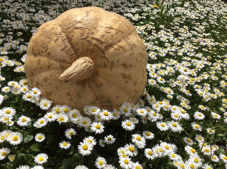 Pumpkin, Daisy, Spring, Meadow, flower, no people, grave, nature HD wallpaper