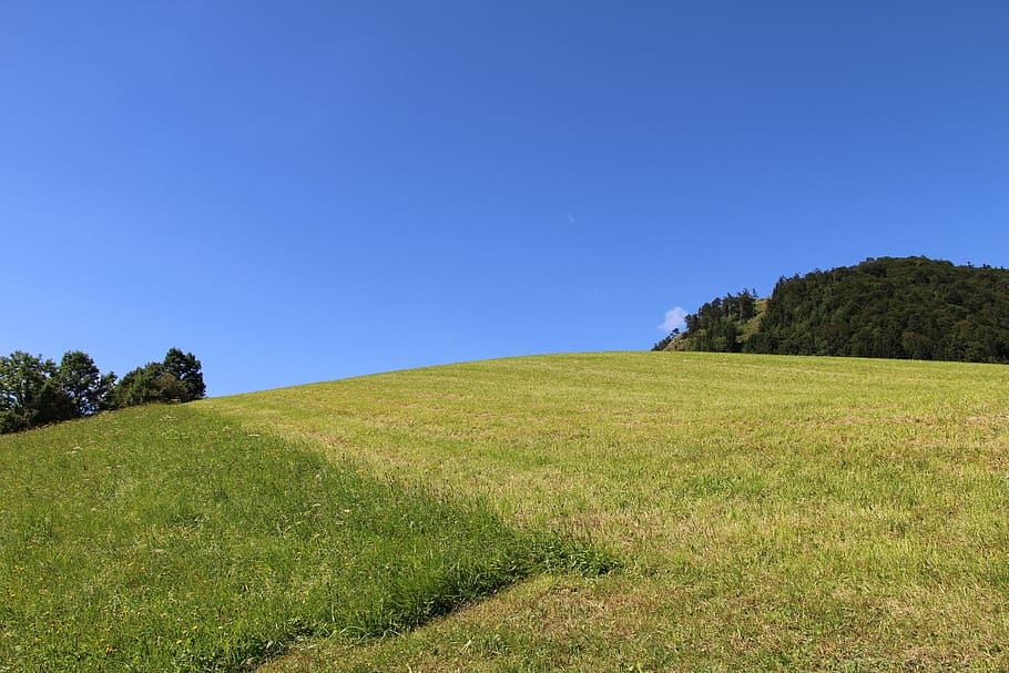 salzburg, gaisberg, meadow, grass, plant, sky, blue, landscape, HD wallpaper