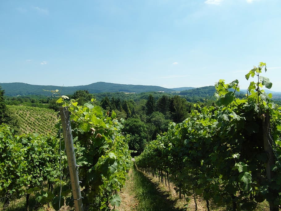 vineyard, odenwald, wine, summer, plant, growth, sky, beauty in nature HD wallpaper