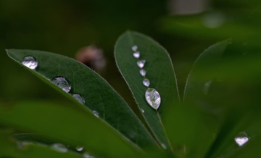 macro shot of green plant, drops, droplet, water, clear, liquid HD wallpaper