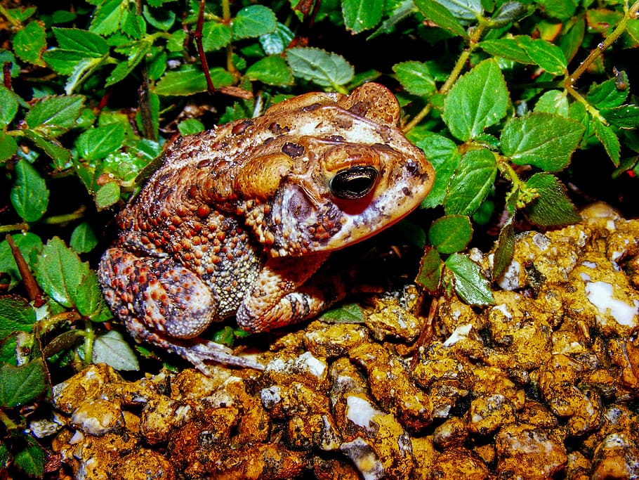 toad, amphibian, animal, creature, nature, wild life, close-up HD wallpaper