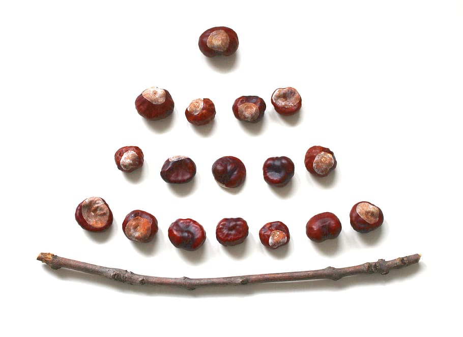 chestnut, chestnut tree, branch, nature, autumn, buckeye, plant HD wallpaper