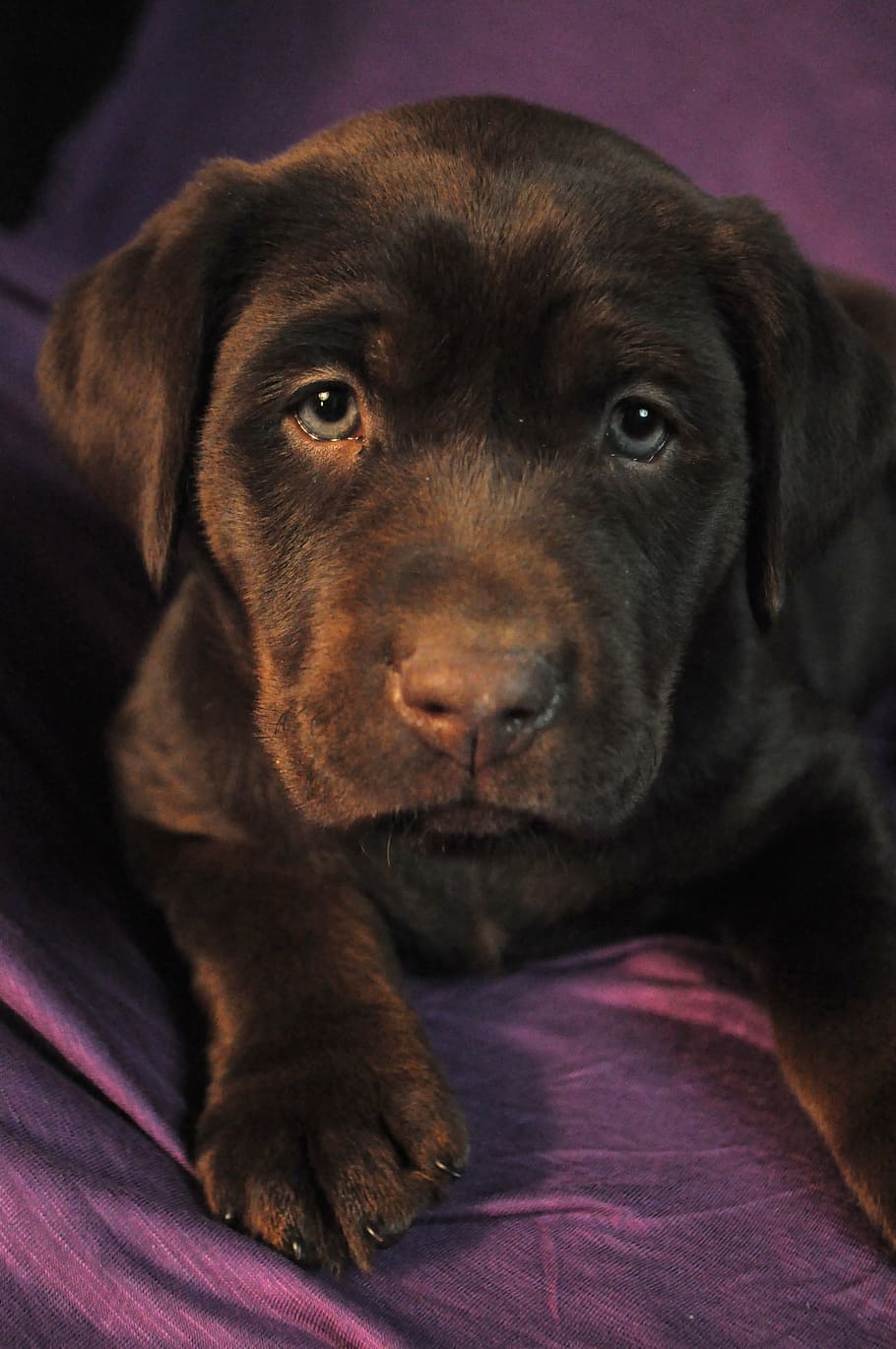 puppy, labrador, chocolate, pets, dog, domestic animals, one animal HD wallpaper