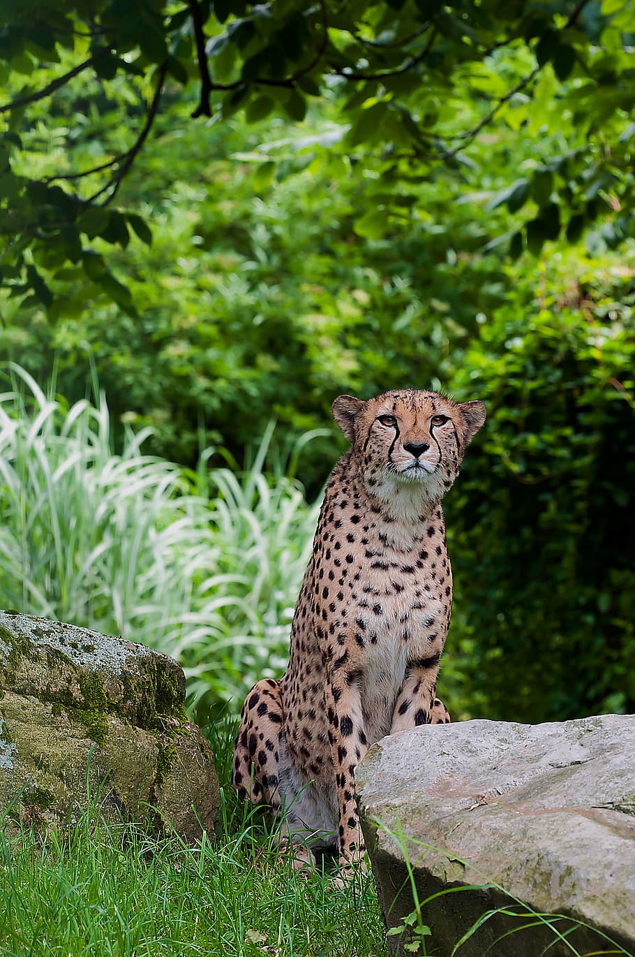 HD wallpaper: cheetah seated on green grass, predator, wild animal, speed,  tiergarten | Wallpaper Flare